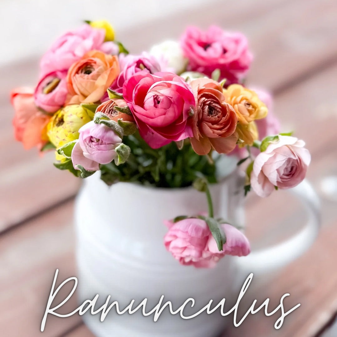 Ranunculus Soft Pastels - Plant 4-Pack