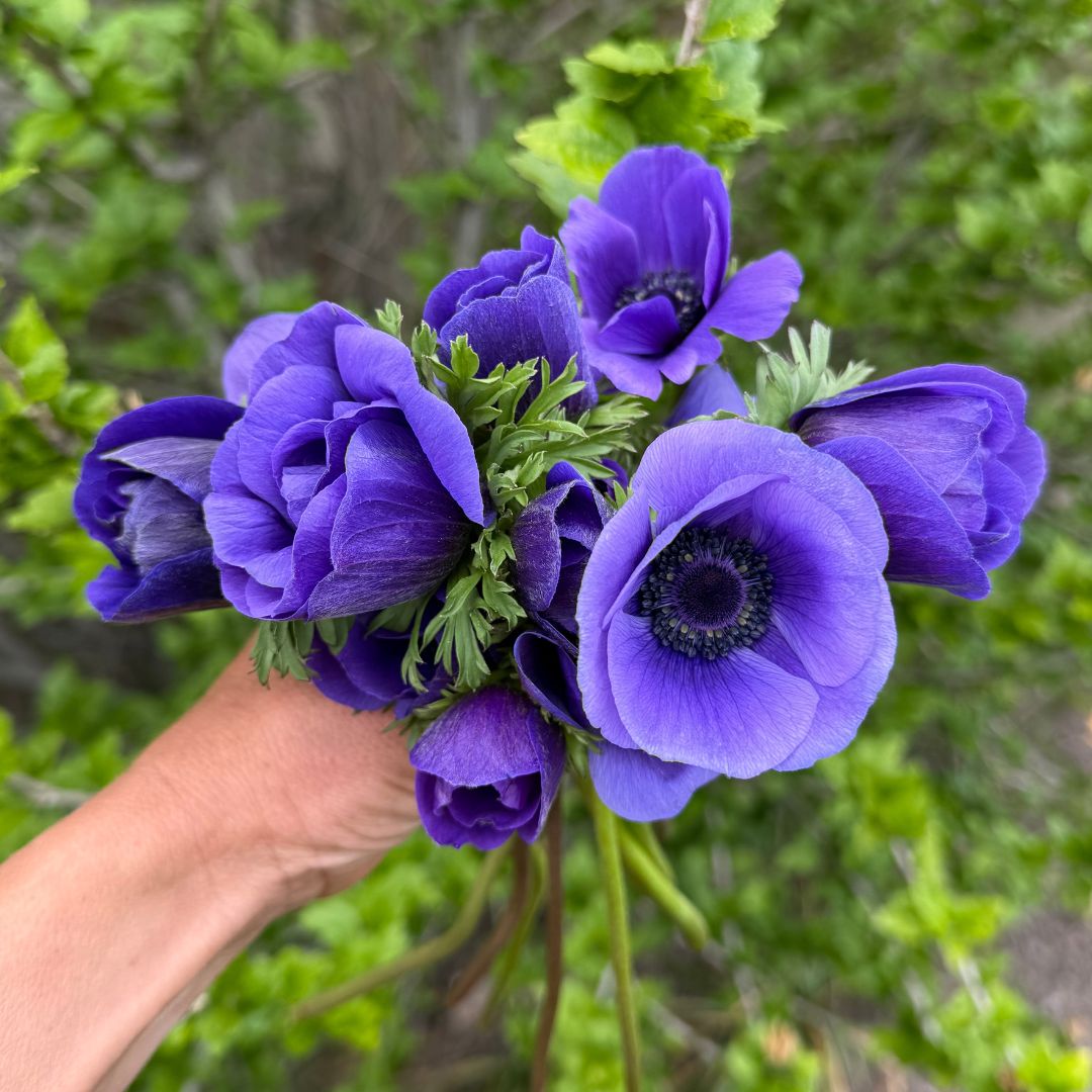 Blue Anemone - 10 Stem Bunch