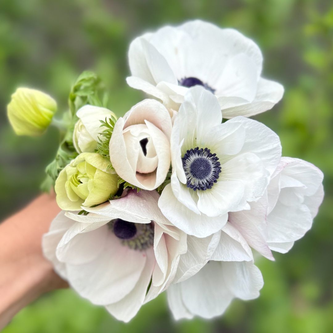 White Anemone - 10 Stem Bunch