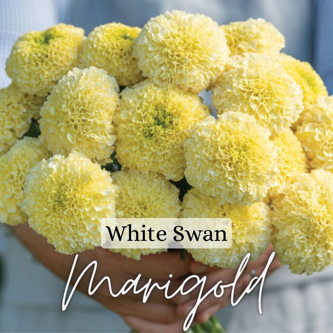 White Swan Marigold Plant 6-Pack
