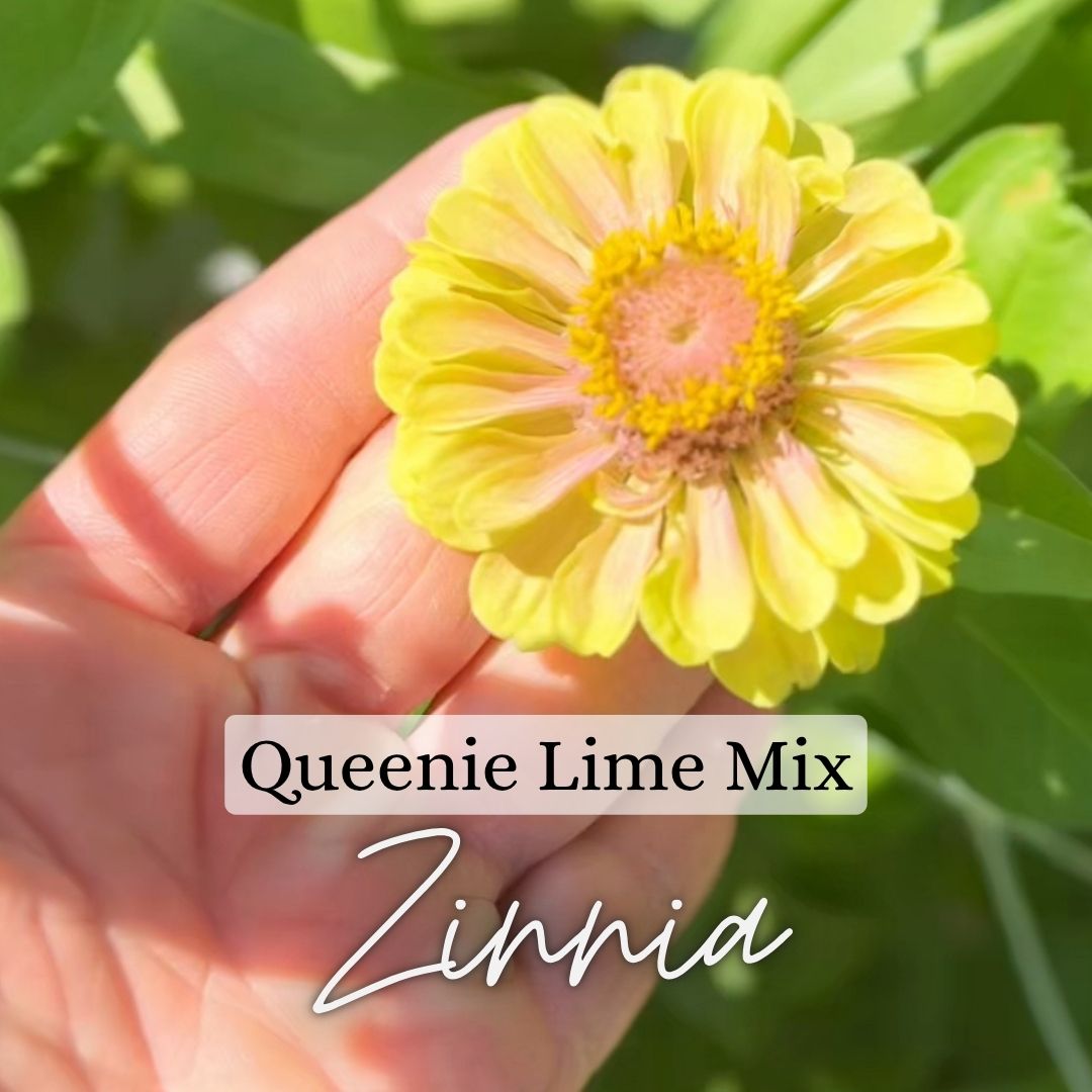 Giant Zinnia Plant 6-Pack - Queenie Lime Mix