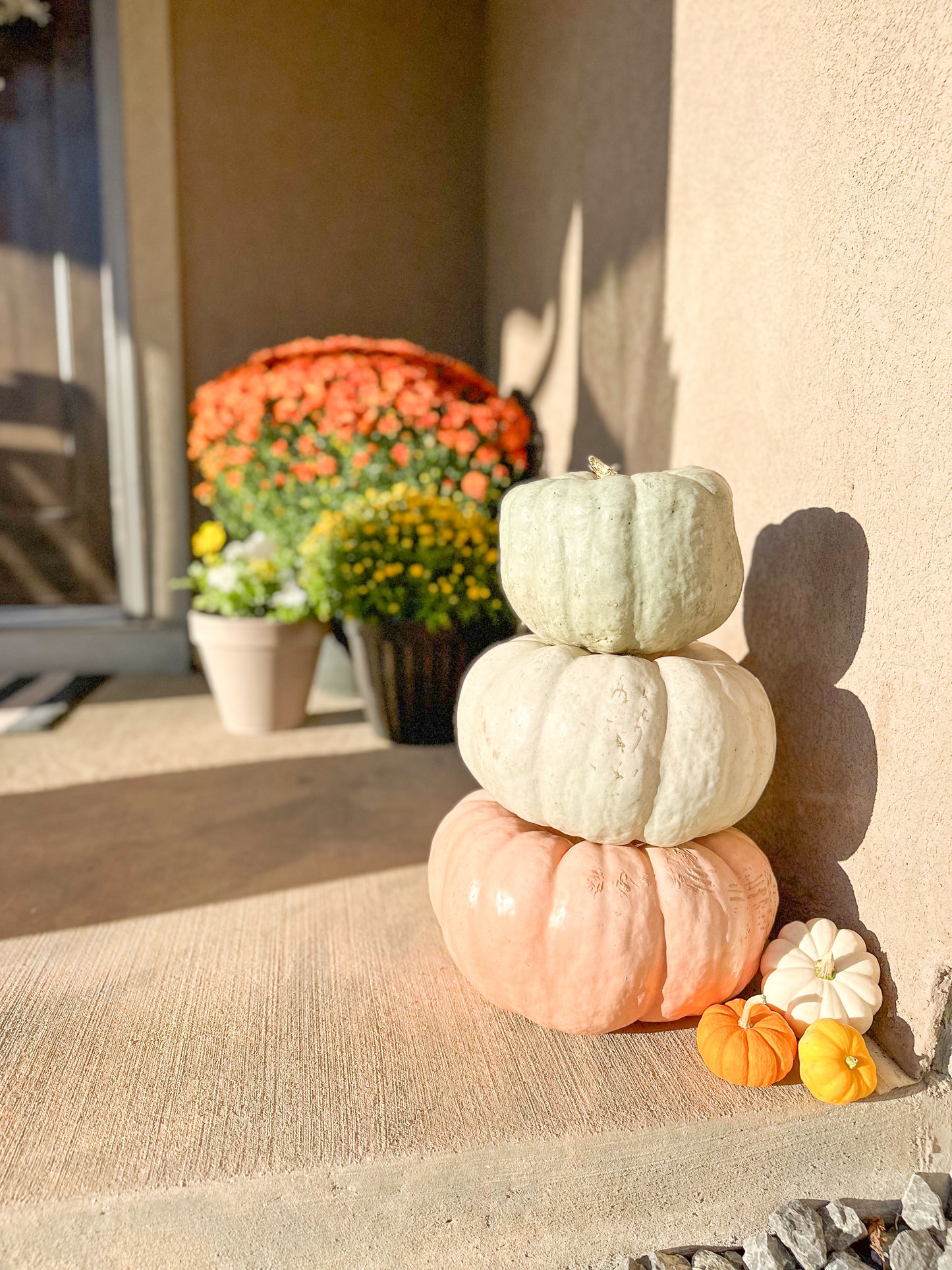 Specialty Pumpkins