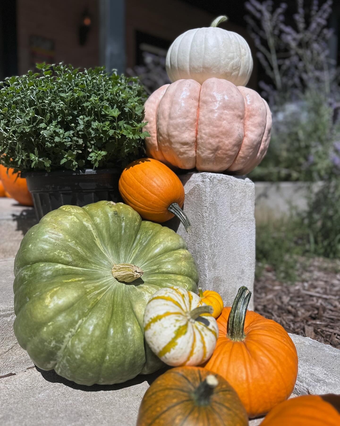 Specialty Pumpkins