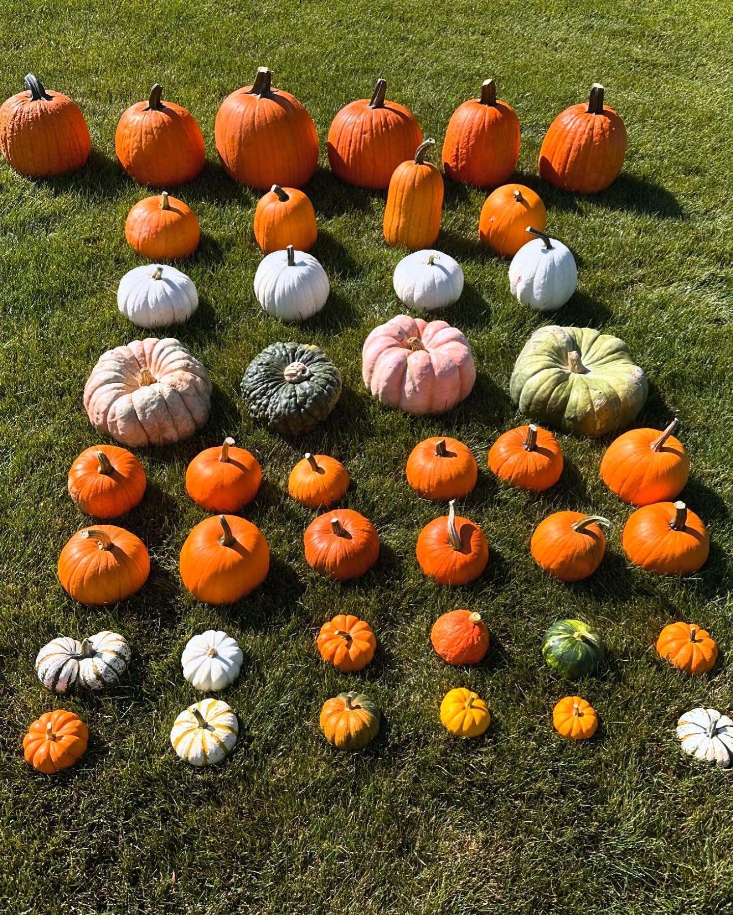 Pumpkin Packages