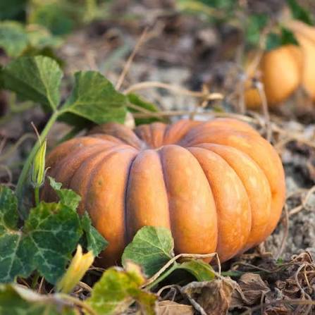 Pumpkin Musquee De Provence- SINGLE