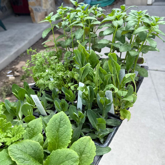 Specialty Cut: Flower Transplants + Seedlings