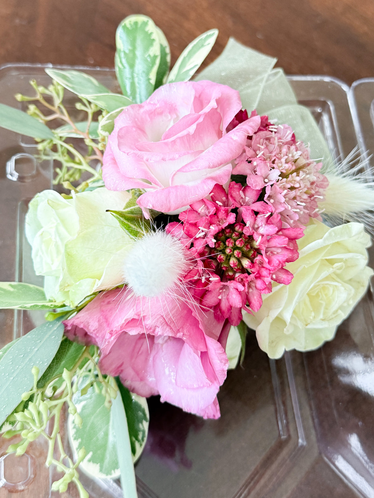 Scabiosa Triple Berry - Plant 6-Pack