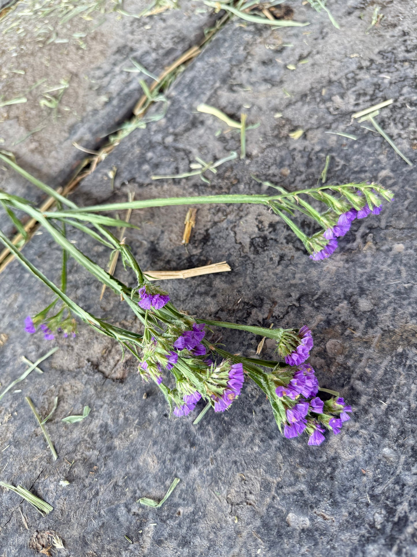 Statice Summer Mix - Plant 6-Pack