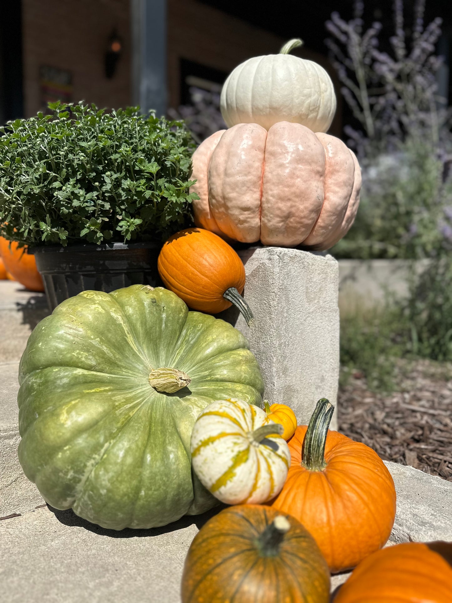 Specialty Pumpkins