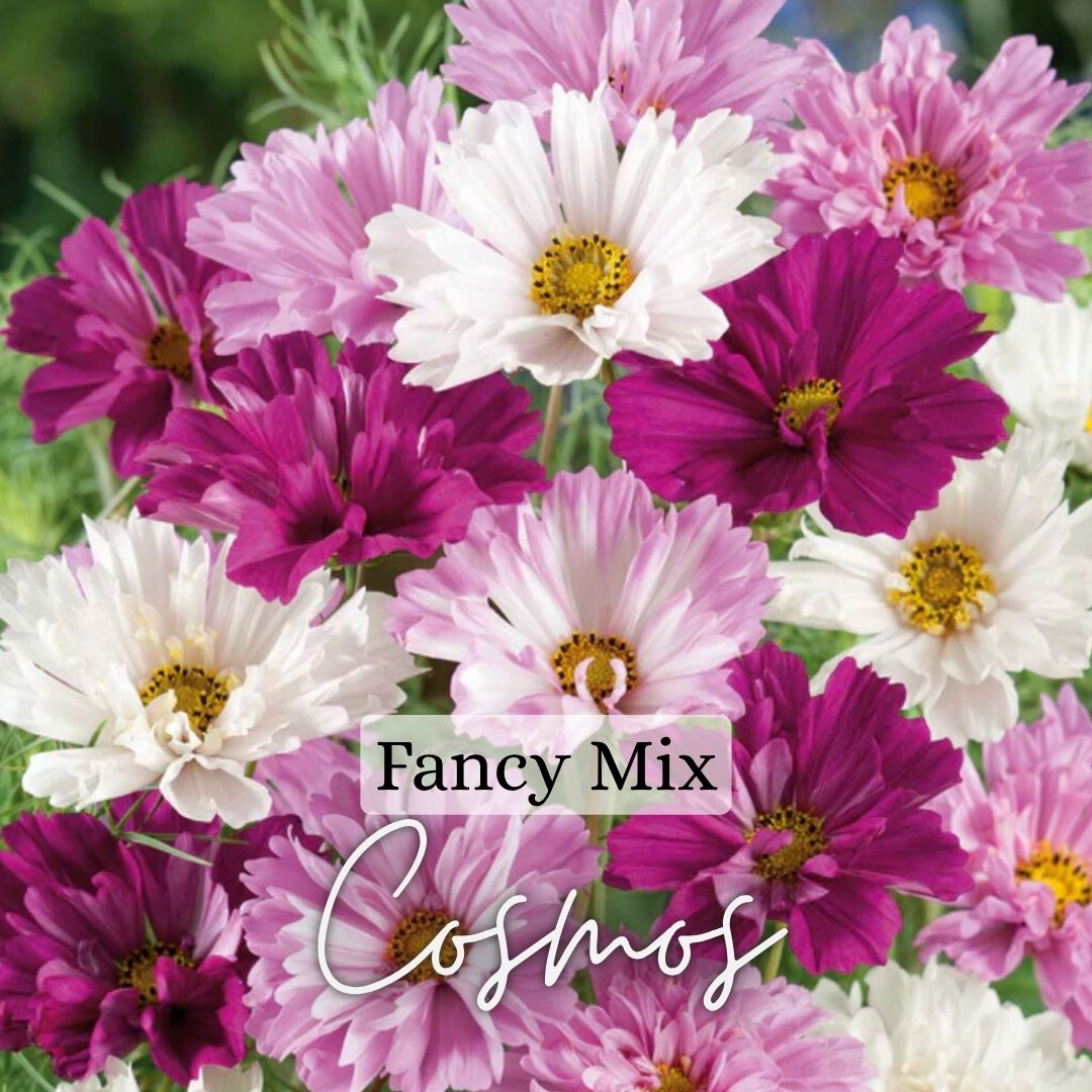 Fancy Cosmos Plant 6-Pack