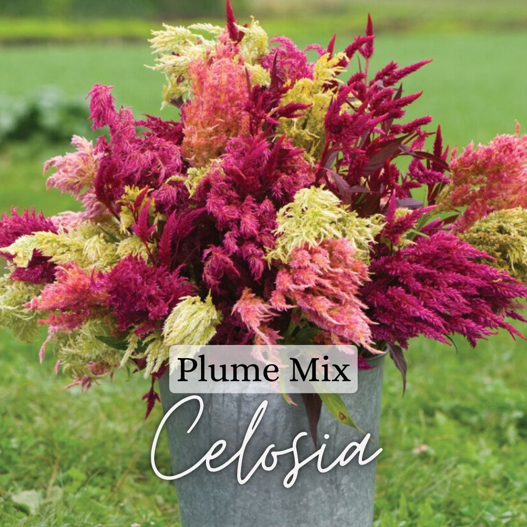 Plume Celosia Plant 6-Pack