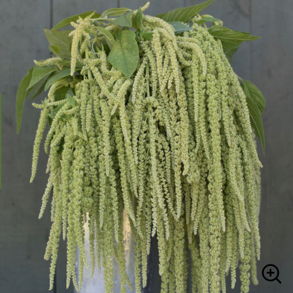 Amaranth - Emerald Green Tassles - SINGLE