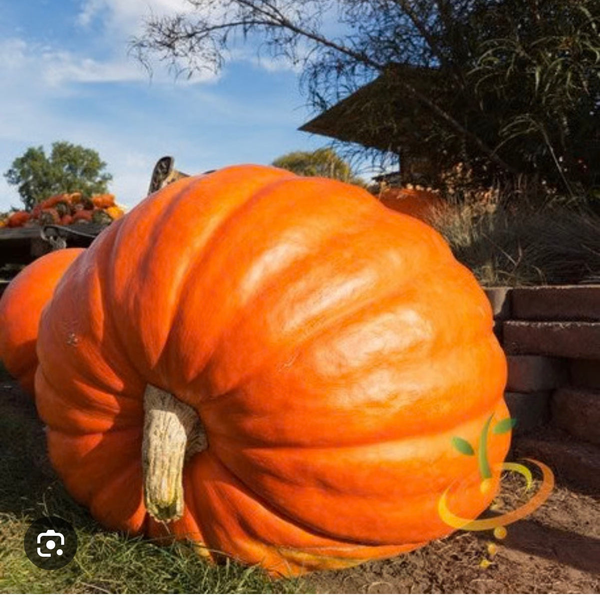 Pumpkin Big Max Pumpkin - SINGLE