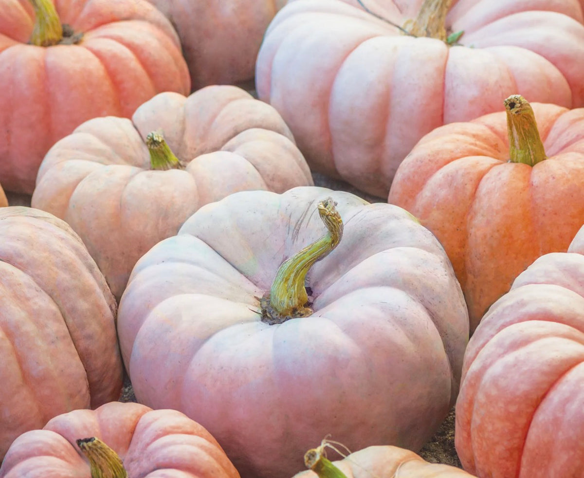 Pumpkin Porcelain Princess- SINGLE