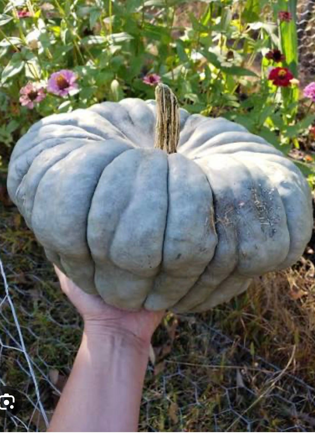 Pumpkin - Queensland Blue - SINGLE
