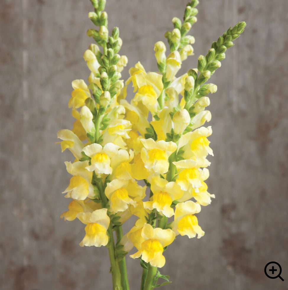 Snapdragon Plant 6-Pack - Potomac Yellow