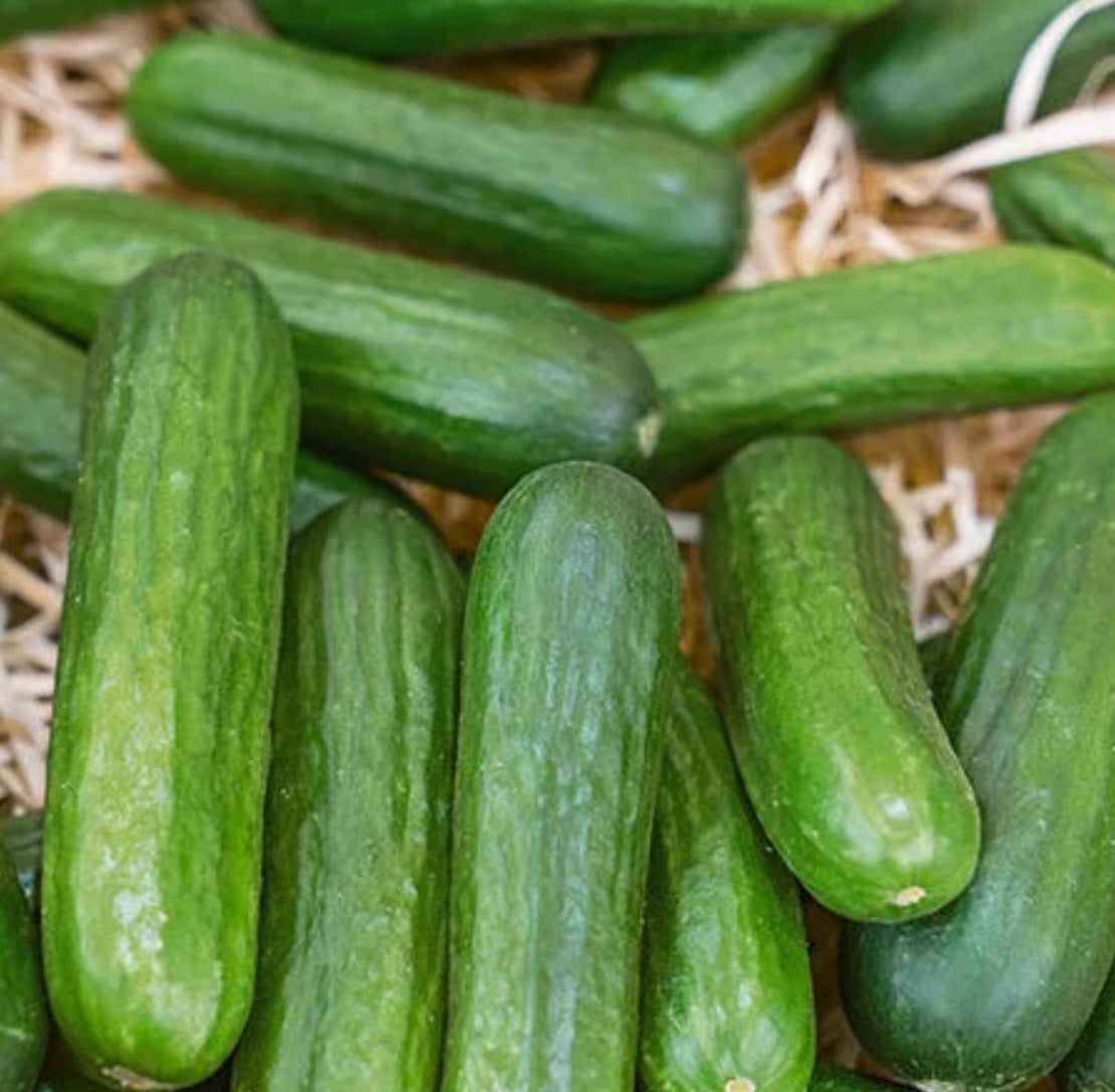 Cucumber Muncher Burpless - SINGLE