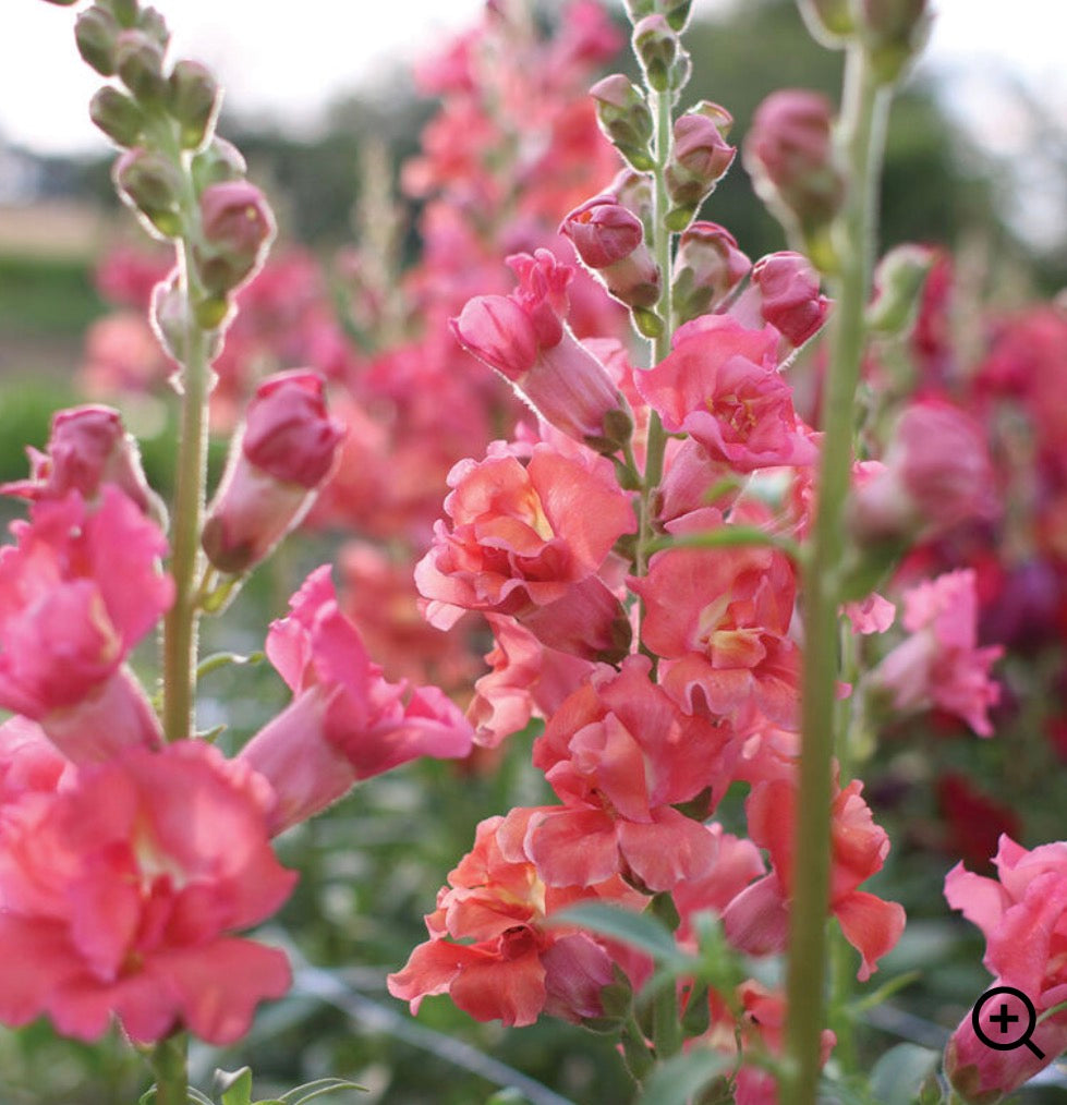 Snapdragon Plant 6-Pack - Madame Butterfly Cherry Bronze