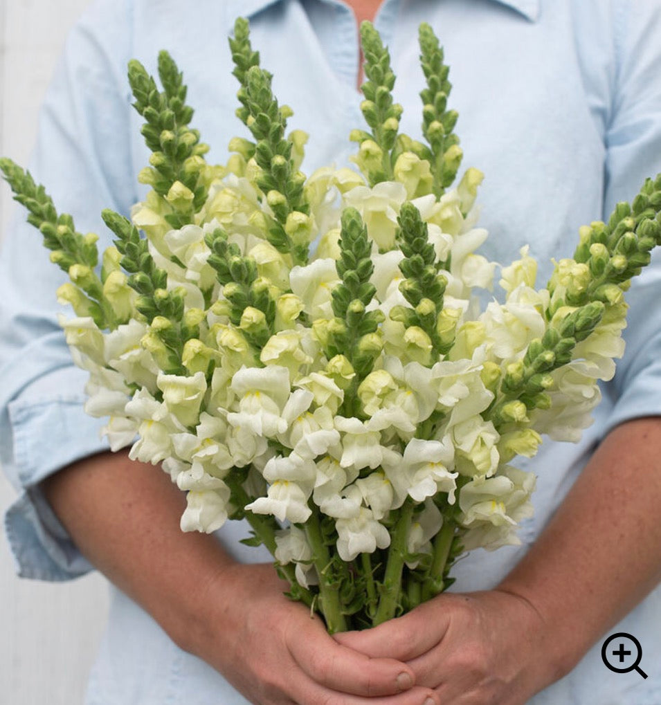 Snapdragon Plant 6-Pack - Potomac Ivory