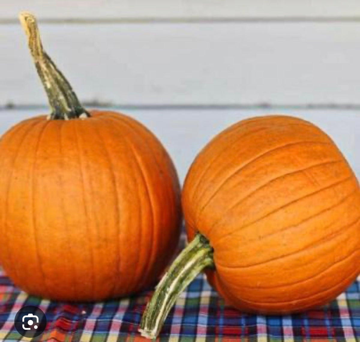 Pumpkin Small Sweet Sugar Pumpkin - SINGLE