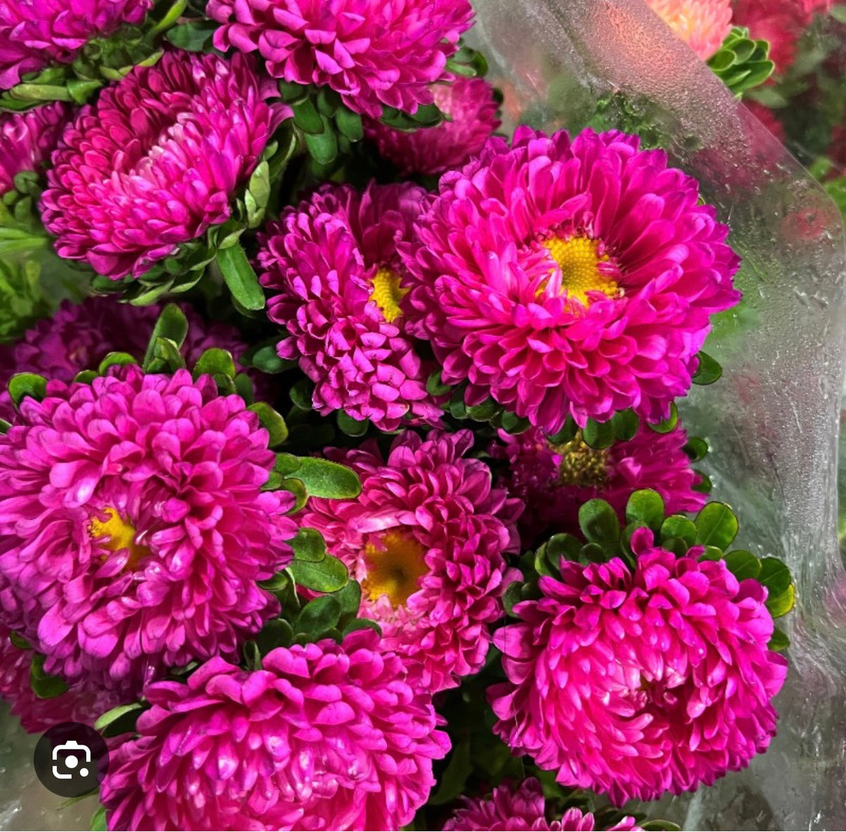 Aster - Matsumoto Pink