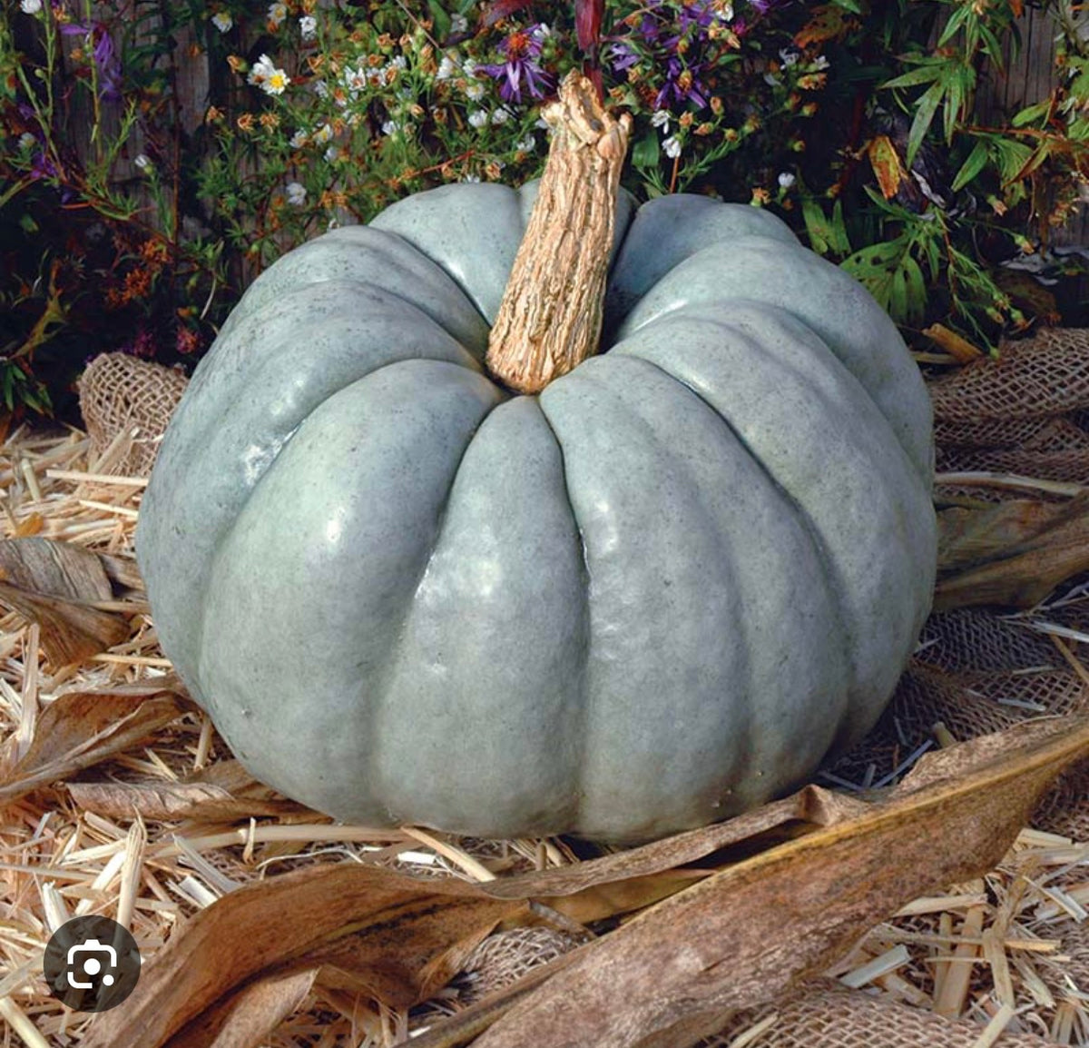 Pumpkin Blue Doll - SINGLE