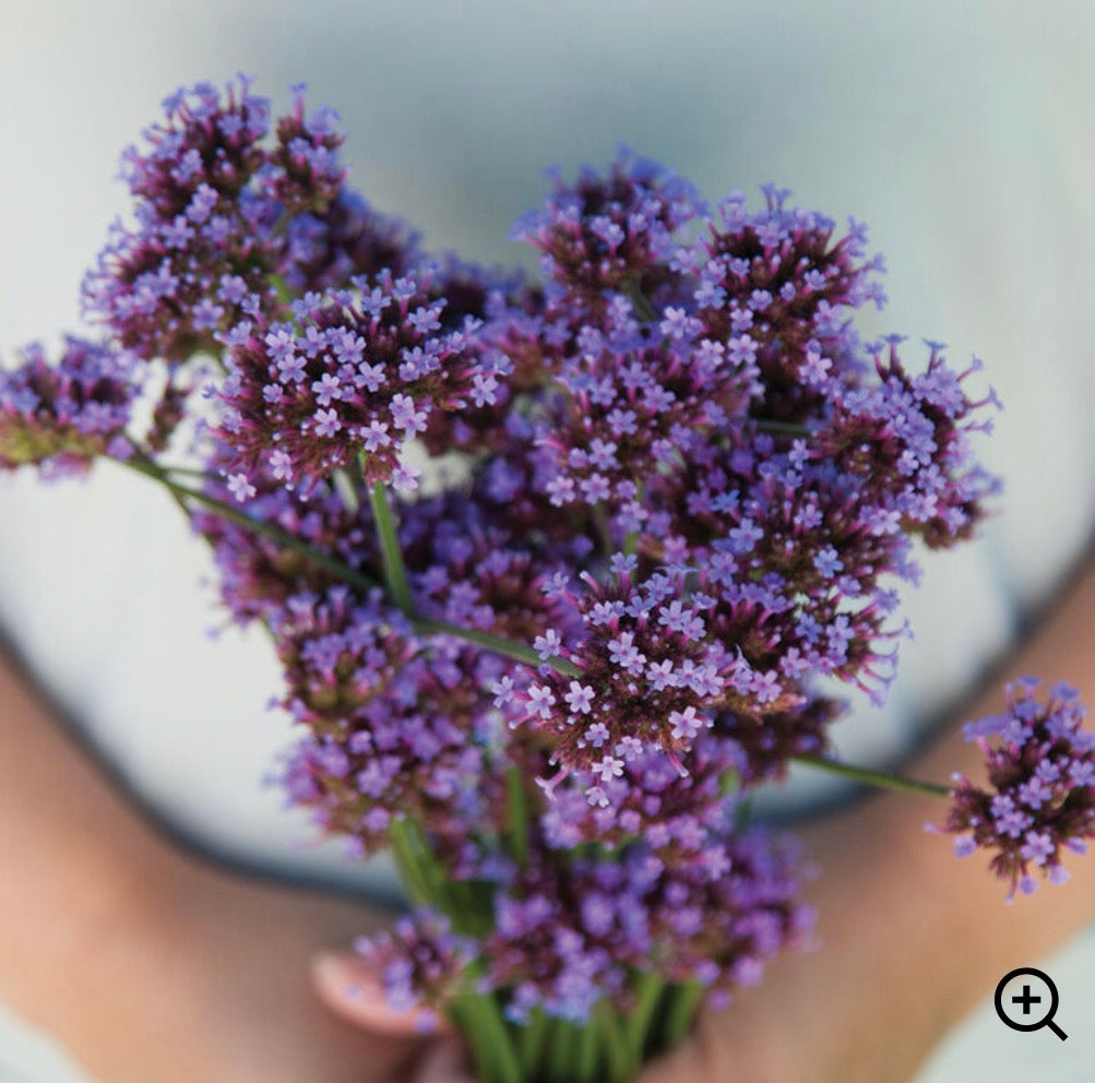 Verbena Bonariensis - SINGLE