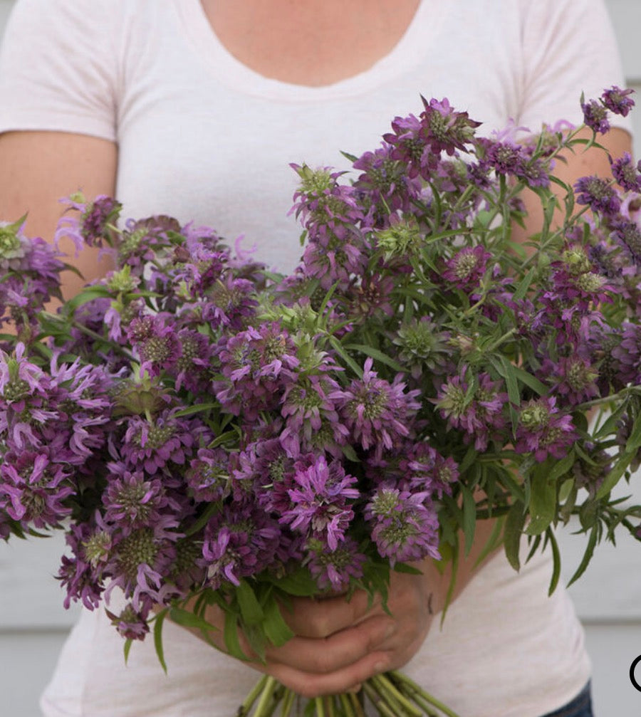 Monarda - Plant 6-Pack