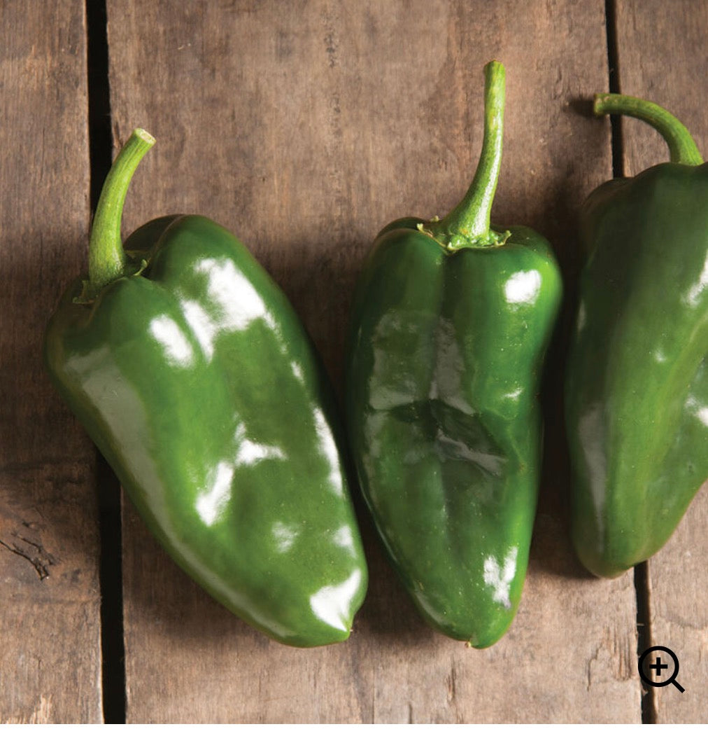Pepper - Ancho Poblano - SINGLE