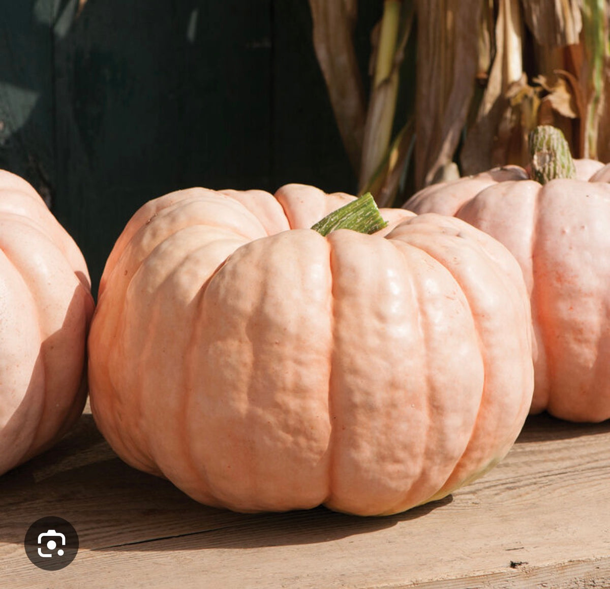 Pumpkin Porcelain Doll - SINGLE