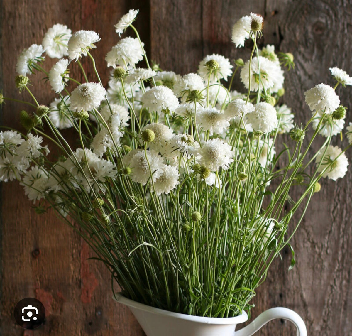 Scabiosa Snowmaiden - Plant 6-Pack