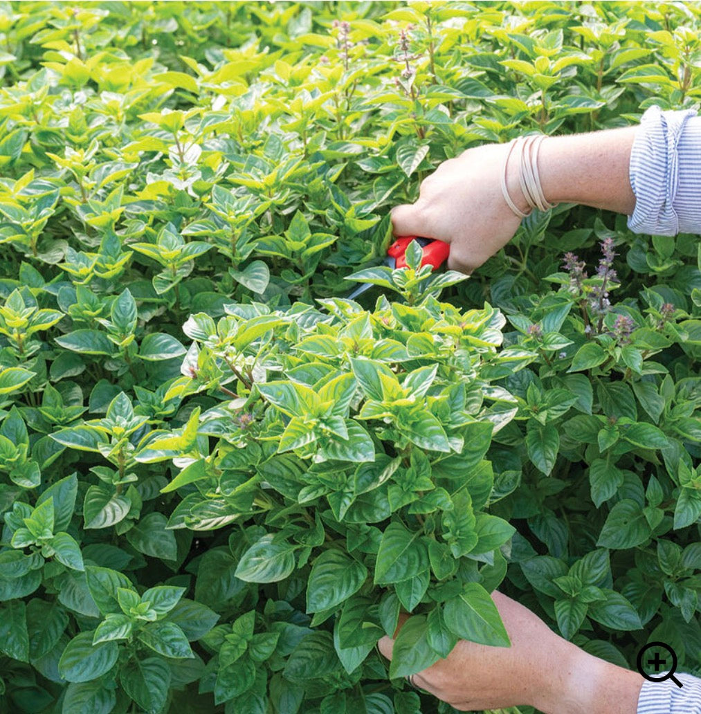 Basil - Everleaf Lemon - SINGLE