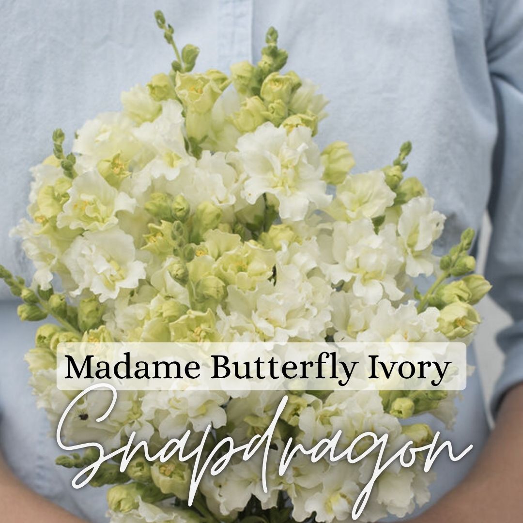 Snapdragon Plant 6-Pack - Madame Butterfly Ivory