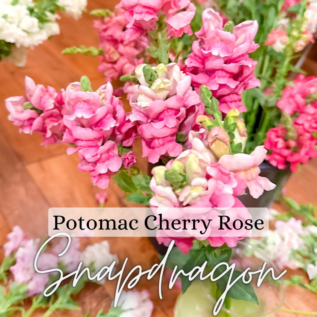 Snapdragon Plant 6-Pack - Potomac Cherry Rose