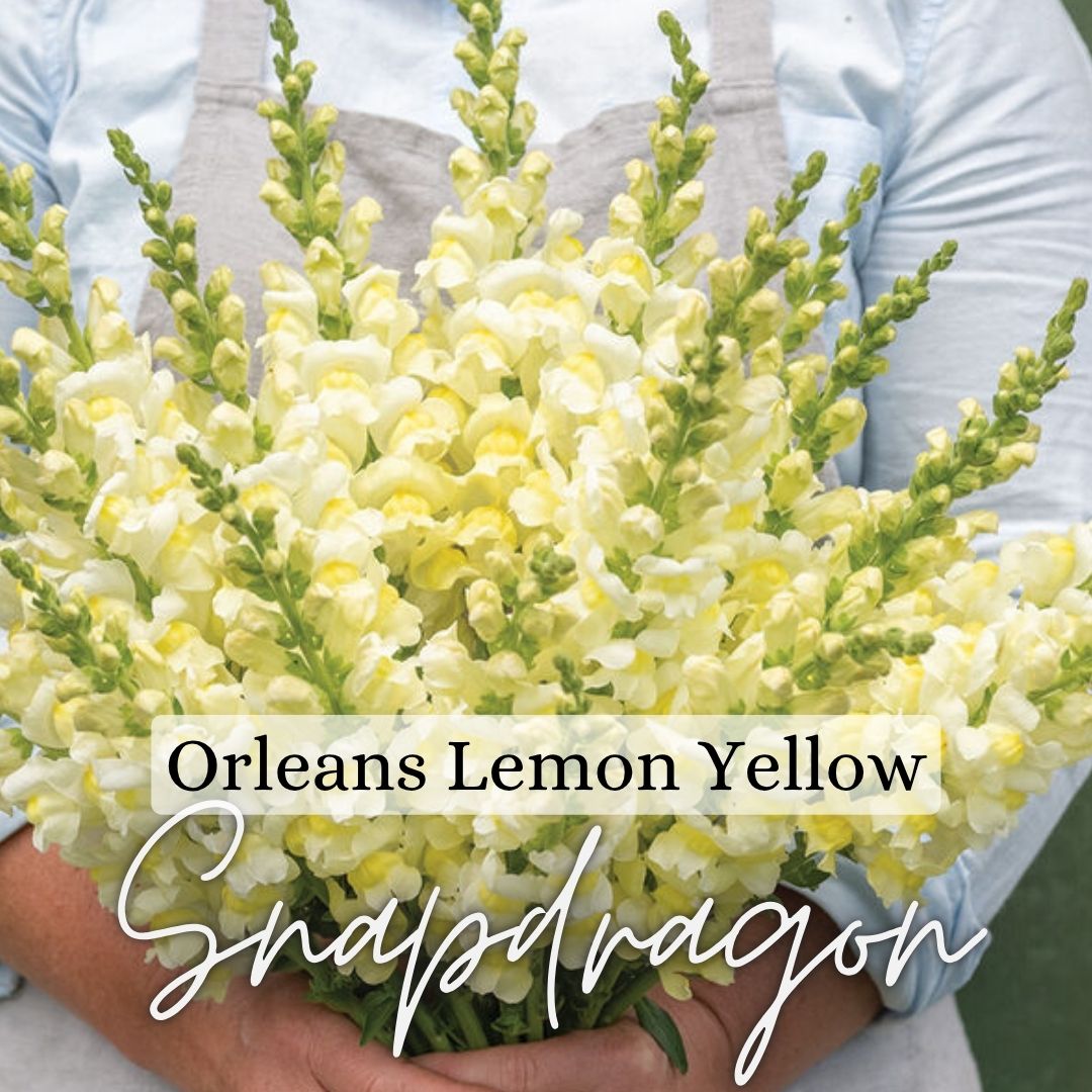 Snapdragon Plant 6-Pack - Orleans Lemon Yellow