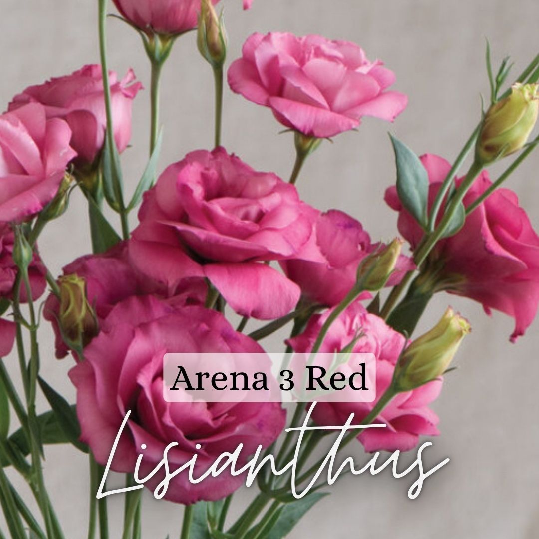 Lisianthus Plant 6-Pack - Arena III Red