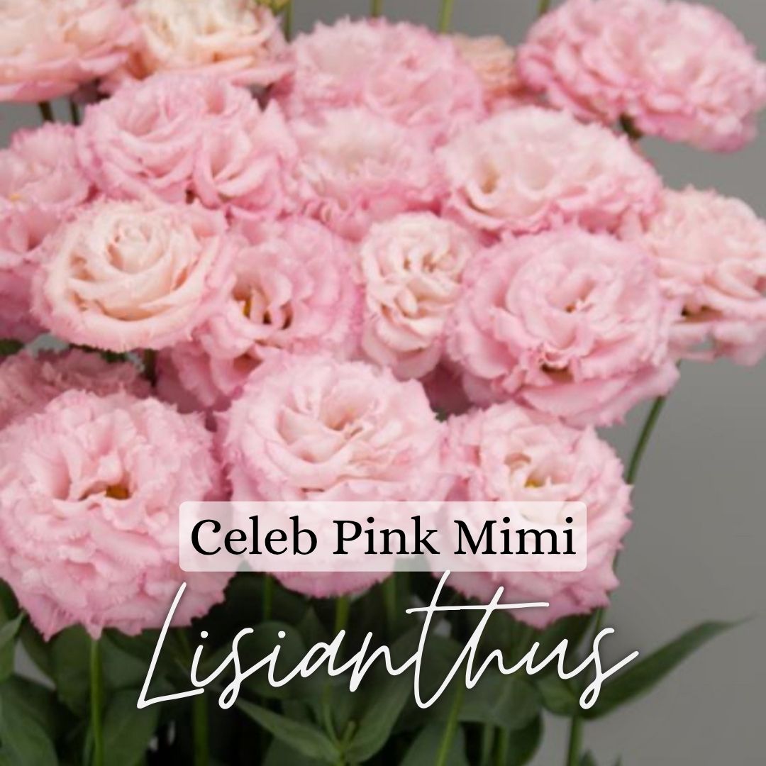 Lisianthus Plant 6-Pack - Celeb Mimi Pink