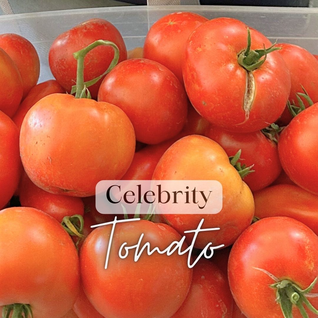 Tomato & Pepper Sampler 6-Pack