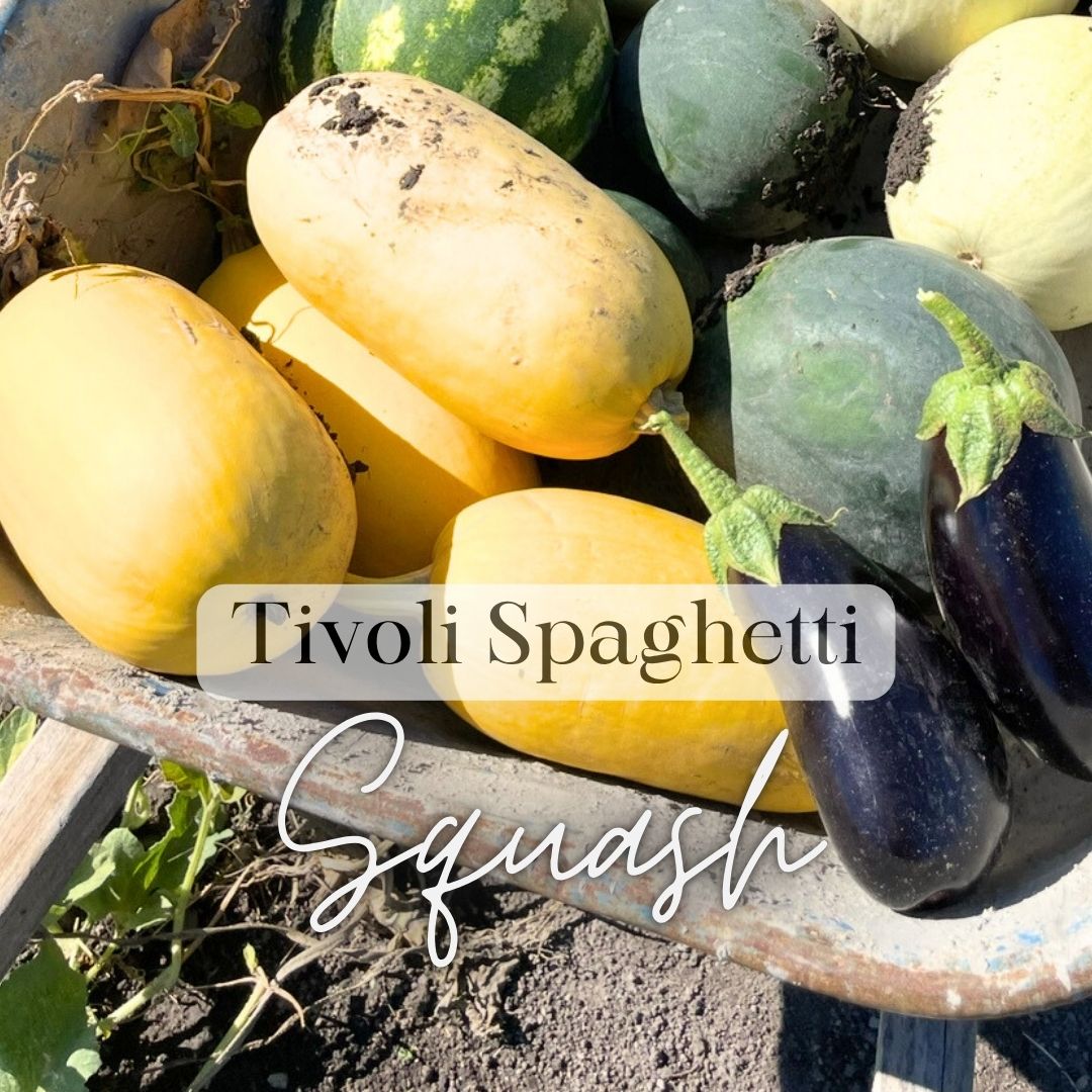Squash Spaghetti - SINGLE