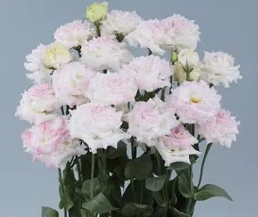 Lisianthus Plant 6-Pack - First Love