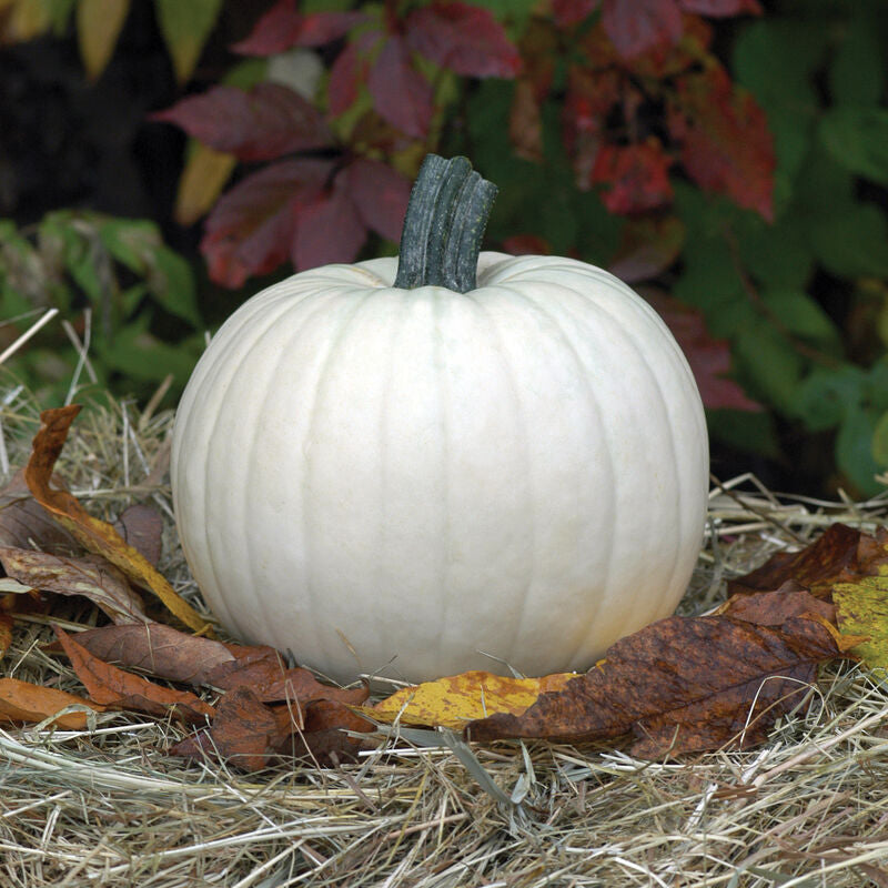 Pumpkin Lumina- SINGLE