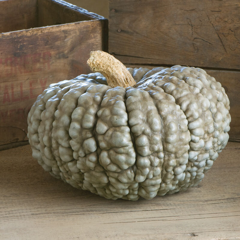 Pumpkin - Marina Di Chioggia - SINGLE
