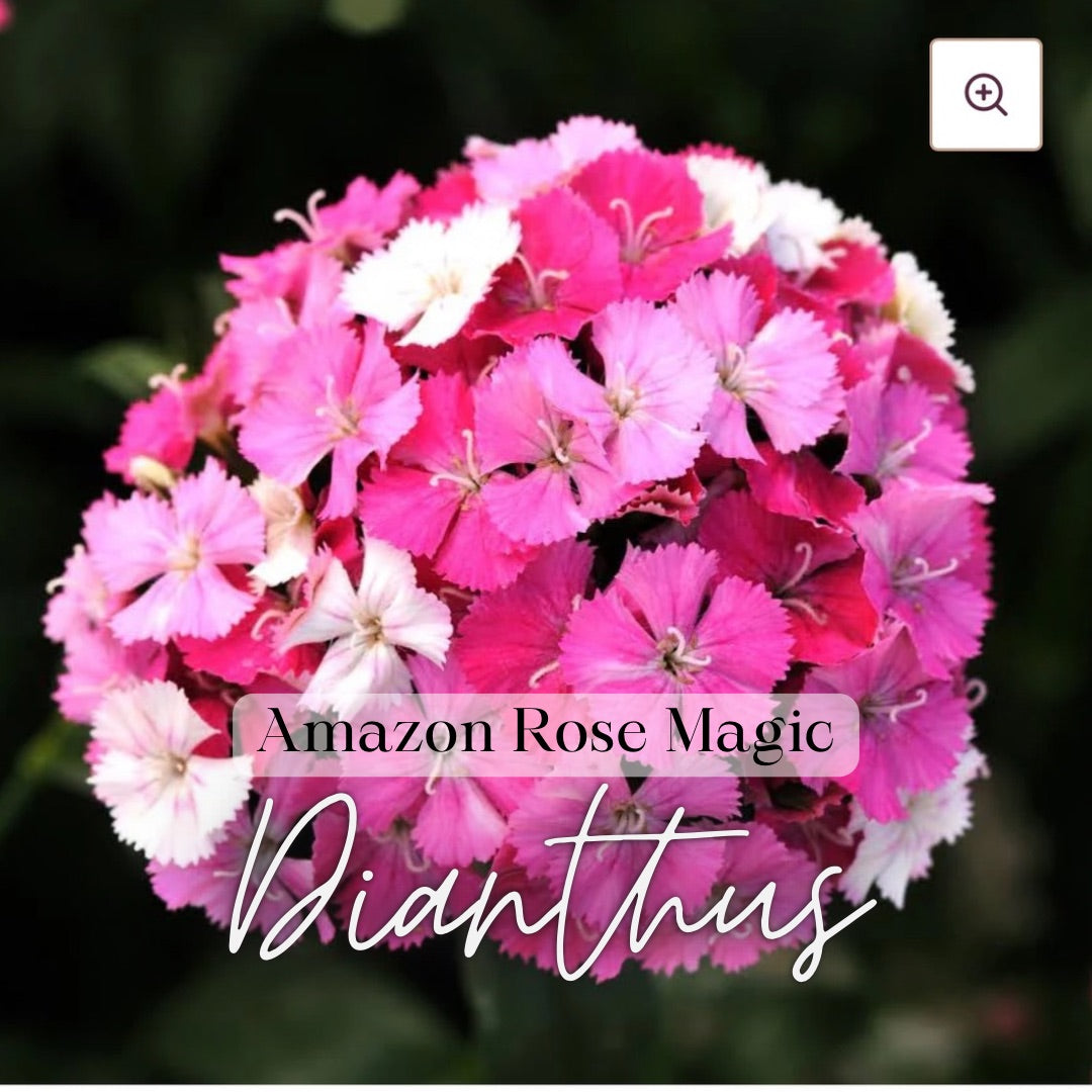 Amazon Rose Magic Dianthus - Plant 6-Pack
