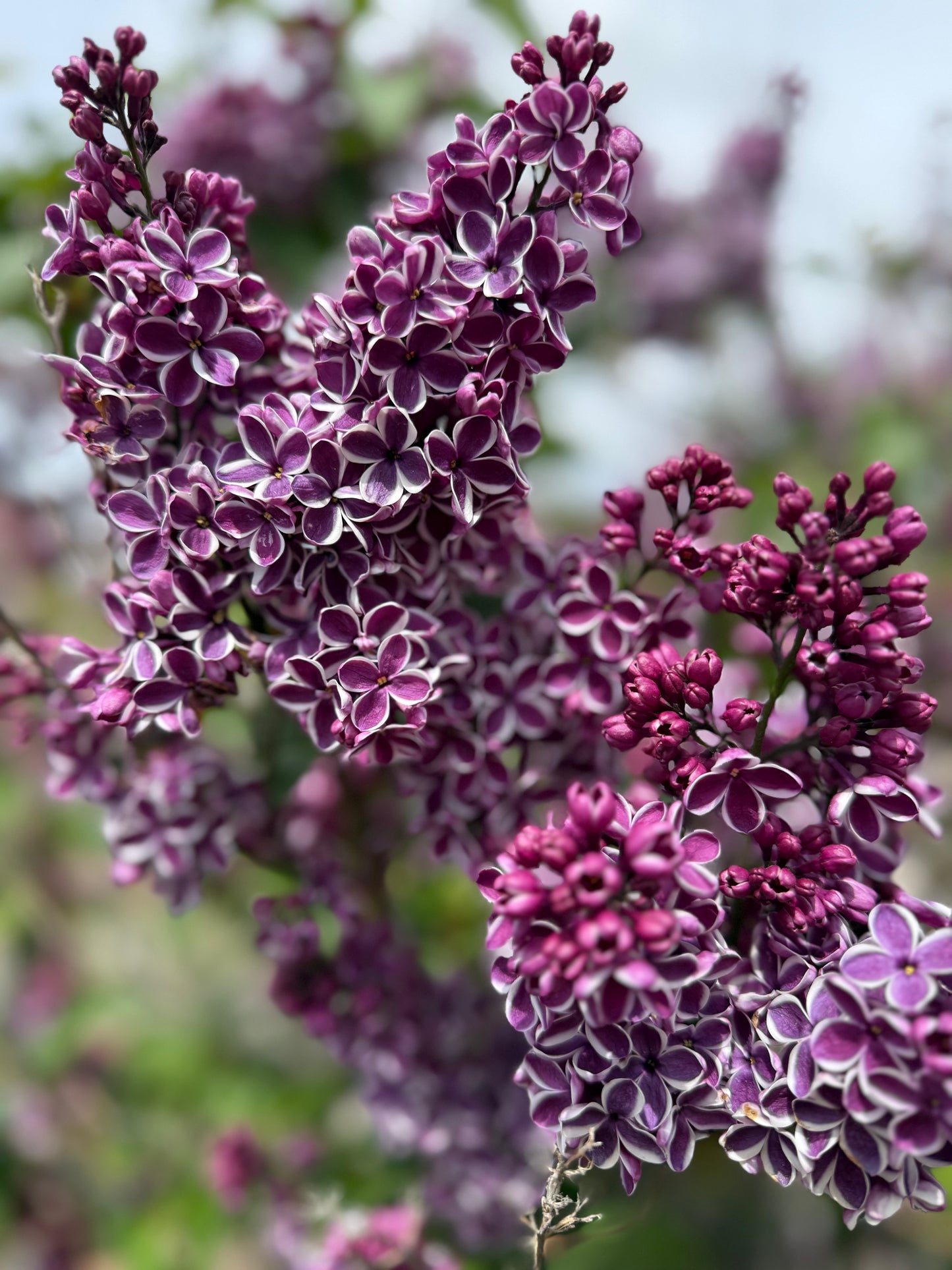 Wholesale Flowers