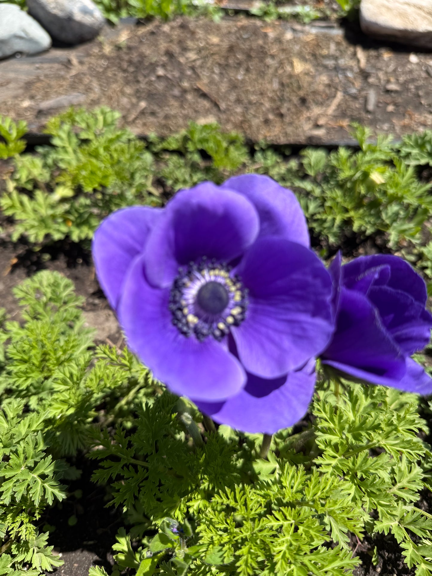 Wholesale Flowers