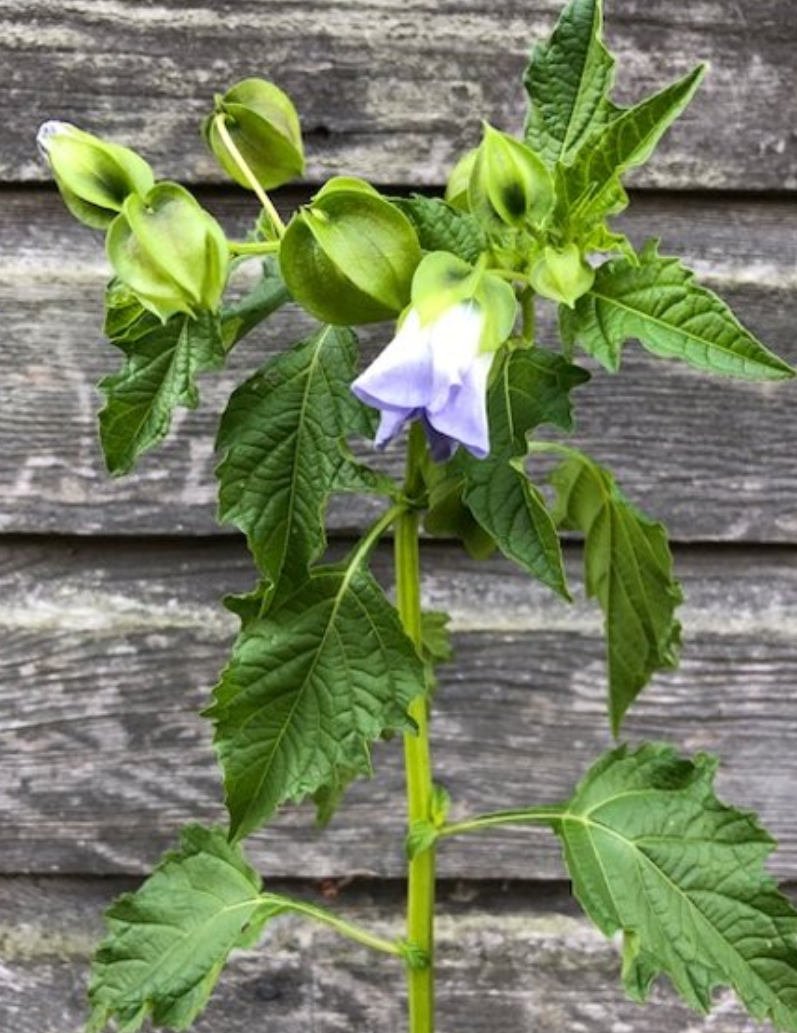 Specialty Cut: Flower Transplants + Seedlings