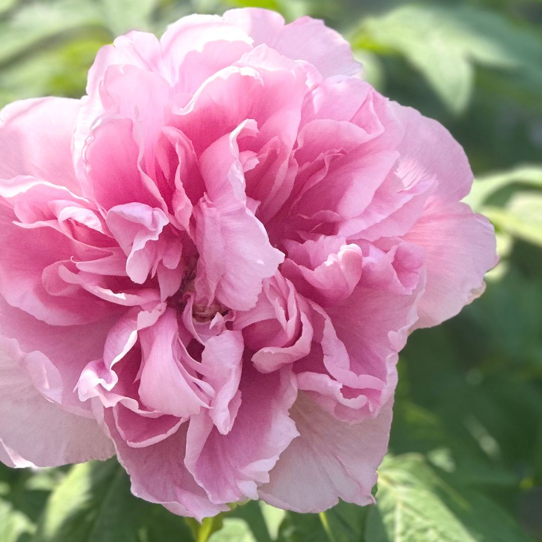Wholesale Flowers
