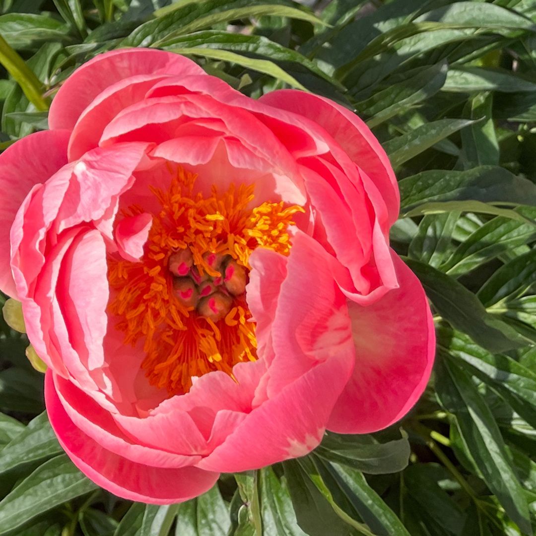 Wholesale Flowers