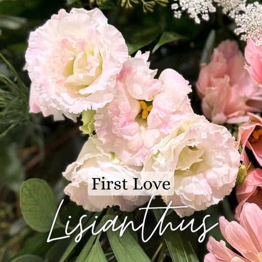 Lisianthus Plant 6-Pack - First Love