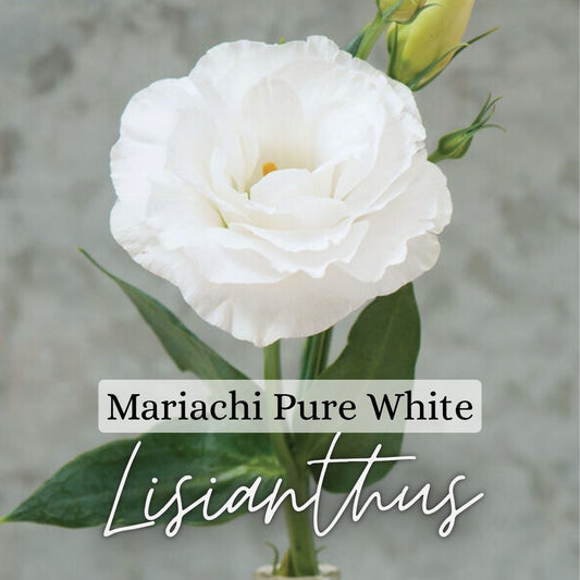 Lisianthus Plant 6-Pack - Mariachi Pure White